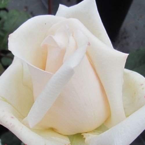 Rosa Champagne Celebration™ - alb - Trandafir copac cu trunchi înalt - cu flori teahibrid - coroană dreaptă
